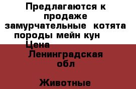 Предлагаются к продаже замурчательные  котята породы мейн-кун.   › Цена ­ 35000-50000 - Ленинградская обл. Животные и растения » Кошки   . Ленинградская обл.